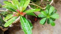 Adenium Flowers Start To Bloom