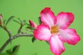 Adenium flowers are starting to bloom and look very beautiful Royalty Free Stock Photo