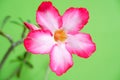 Adenium flowers are starting to bloom and look very beautiful Royalty Free Stock Photo