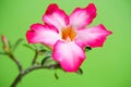 Adenium flowers are starting to bloom and look very beautiful Royalty Free Stock Photo