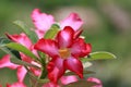 Adenium flowers, vintage tone on frangipani tree tropical flowers Beautiful pink Royalty Free Stock Photo