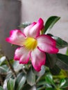 Blooming Adenium Flower