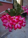 Adenium flower