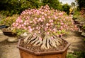 Adenium full blossoming trees planted in pots Royalty Free Stock Photo