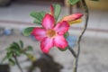 Adenium