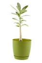 Adenium in green pot, indoor house plant, small tree isolated on Royalty Free Stock Photo