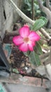 adenium, Japanese frangipani flower