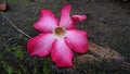 Adenium or Kamboja Jepang