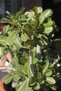 Adenium leaves 0402