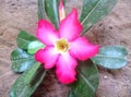 These are adenium leaves and flowers