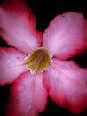 Pink Desert Rose - Adenium obesum flower