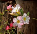 Adenium obesum Balf. Royalty Free Stock Photo