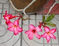 Adenium obesum Balf. Royalty Free Stock Photo