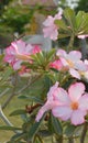 Adenium obesum Balf. Royalty Free Stock Photo