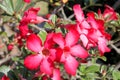 Adenium obesum Balf. Royalty Free Stock Photo