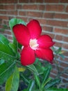 Adenium obesum beautiful red flower and brick background