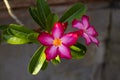 Adenium obesum. Blooming pink desert rose. Japanese frangipani flower. Flowers blossom. Nature background. Close up Royalty Free Stock Photo