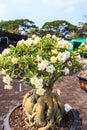 Adenium obesum or Bonsai tree