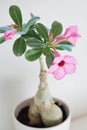 Adenium Obesum Desert Rose Royalty Free Stock Photo