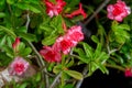 Adenium obesum desert rose Royalty Free Stock Photo