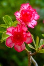 Adenium obesum desert rose Royalty Free Stock Photo