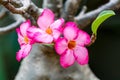 Adenium obesum or Desert Rose , beautiful pink flowers with green blur background in garden, Royalty Free Stock Photo