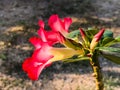 Adenium obesum, Desert Rose flower in the garden Royalty Free Stock Photo