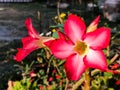 Adenium obesum, Desert Rose flower in the garden Royalty Free Stock Photo