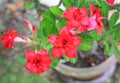 Adenium Obesum or Desert rose flower in the garden background Royalty Free Stock Photo