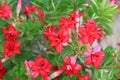 Adenium Obesum or Desert rose flower in the garden background Royalty Free Stock Photo