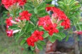 Adenium Obesum or Desert rose flower in the garden background Royalty Free Stock Photo