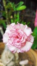 Adenium obesum desert rose flower home garden*kemboja Royalty Free Stock Photo