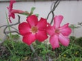 Adenium obesum or Desert Rose flower.