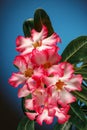 Adenium obesum Desert Rose; Impala Lily; Mock Azalea Blue turquoise background. It can be used as a greeting card Royalty Free Stock Photo