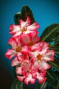 Adenium obesum Desert Rose; Impala Lily; Mock Azalea Blue turquoise background Royalty Free Stock Photo