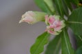 Adenium obesum, Desert rose pink and white flowers Royalty Free Stock Photo