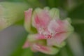 Adenium obesum, Desert rose pink and white flowers Royalty Free Stock Photo