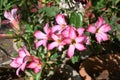 Adenium Obesum Desert Rose Sabi Star Kudu Mock Azalea, and Impala Lily