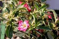 Adenium obesum, Desert Rose Royalty Free Stock Photo