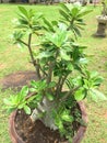 Adenium obesum tree