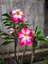 Adenium obesum flower can live in arid and hot places. Not only flowers and stems, the hump is also made to be used as an