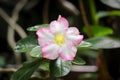 Adenium obesum flower