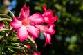 Adenium obesum flower closeup with green background