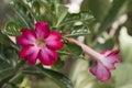 Adenium obesum in flower