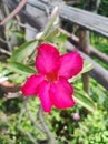 Adenium obesum flower hotpink nature beautiful environment green branch