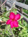 Adenium obesum flower hotpink nature beautiful environment green branch