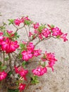 Adenium obesum flower