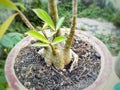 Adenium obesum flower stems in pots with newly growing green leaves. Royalty Free Stock Photo