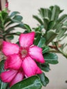 Adenium obesum flowers blooming on green leaves closeup beautiful flower is a plant that can be easily grown Royalty Free Stock Photo