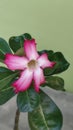 Adenium Obesum Flowers In Indonesia Are Called Japanese Frangipani Flowers Or Desert Rose